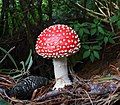 * Nomination Fly agaric mushroom (Amanita muscaria). Ooty, India. --Tagooty 12:55, 11 November 2020 (UTC) * Promotion Good enough for QI --Michielverbeek 08:17, 15 November 2020 (UTC)