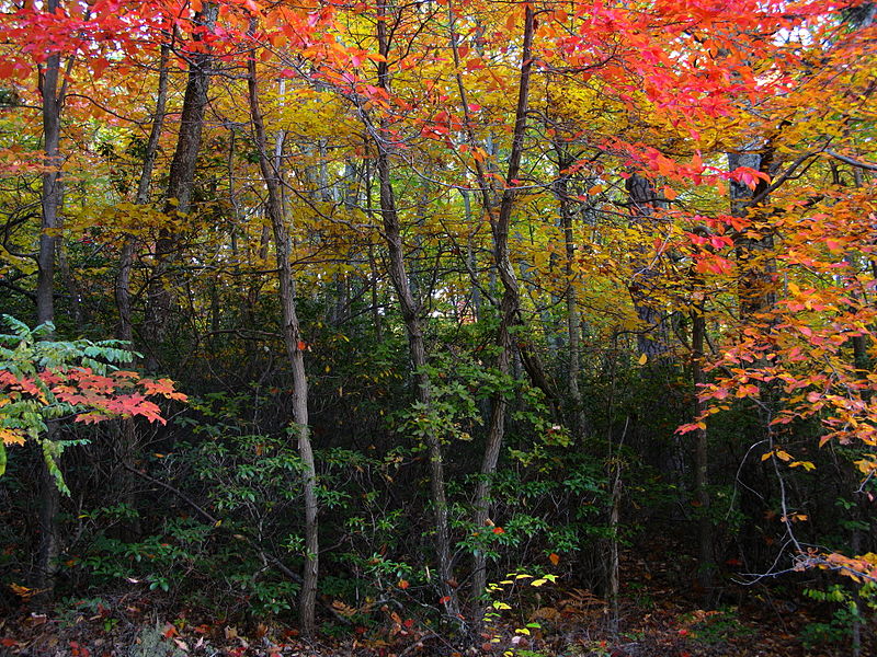 File:Forest-autumn-colors - West Virginia - ForestWander.jpg