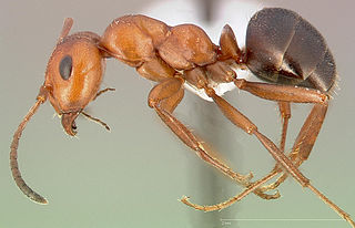 <i>Formica dakotensis</i> Species of ant
