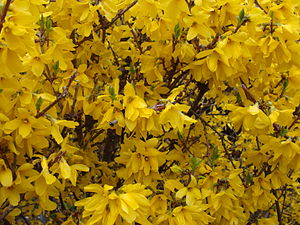 Forsythia × intermedia (border forsythia)