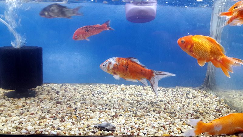 File:Freshwater Aquarium Fish 19.jpg