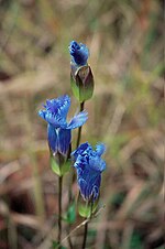 Miniatura para Gentianopsis crinita