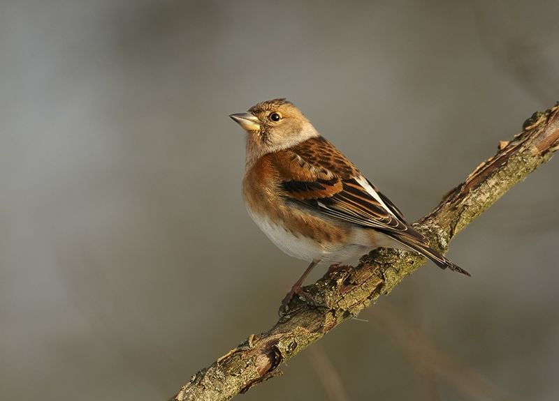 File:Fringilla montifringilla 2 (Martin Mecnarowski).jpg