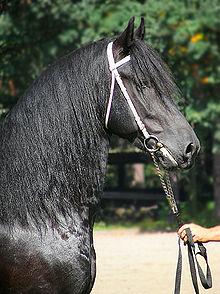 Tête d'un cheval noir portant un licol, vu de profil