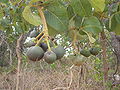 Le fruit sur l'arbre.