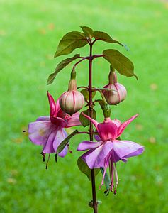 Fuchsia sp. 'Freundeskreis Leonberg'