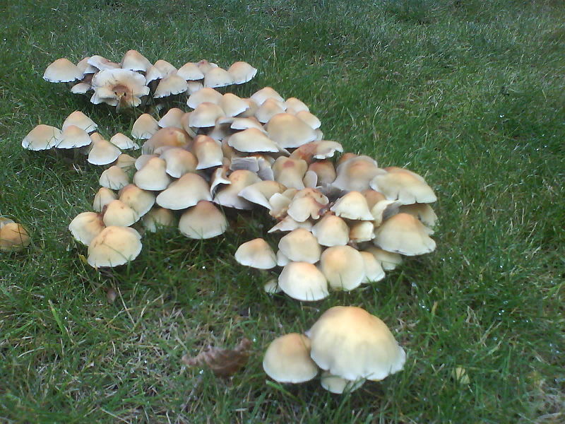 File:Fungi in Heaton Park.JPG