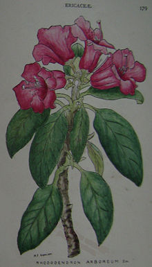 Rhododendron arboreum from Fyson Fyson179-Rhododendron arboreum.jpg