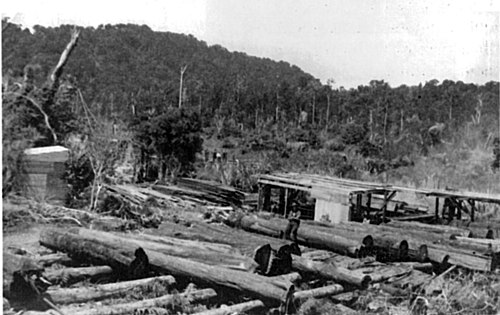 felled logs and open sawmill buildings in front of hilly native forest.