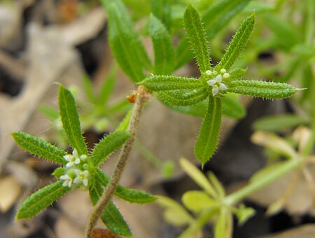 Galium_catalinense