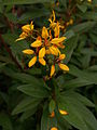 Impatiens niamniamensis ‘African King’Golden Thyrallis (Galphmia gracilis) blooming in Phipps Conservatory, Pittsburgh