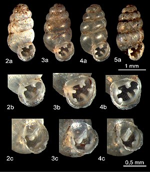 Gastrocopta huttoniana and Gastrocopta theeli (10.3897-zookeys.807.29113) Figures 2–5.jpg