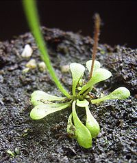 Genlisea repens