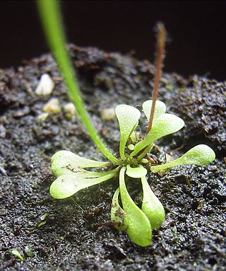 <i>Genlisea lobata</i> Species of carnivorous plant