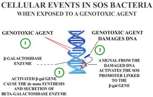 Overview of the use of the SOS response for genotoxicity testing Genotoxic Damage.png