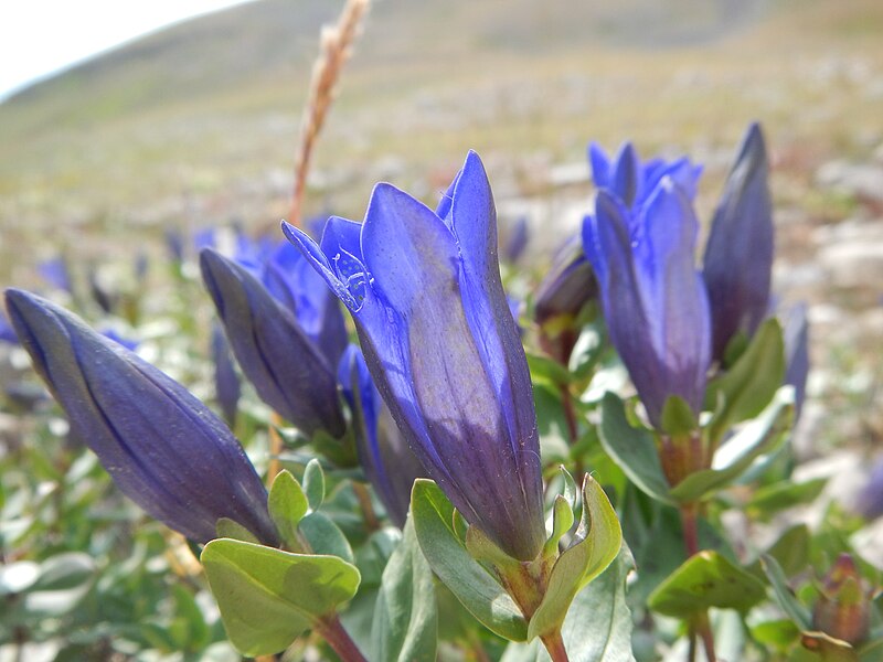 File:Gentiana calycosa (29127748581).jpg