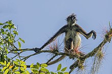 A. g. yucatanensis perching at the top of a tree Geoffroy's spider monkey (Ateles geoffroyi yucatanensis) Peten 2.jpg
