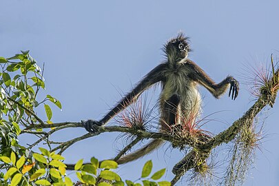 Geoffroy's spider monkey Ateles geoffroyi yucatanensis