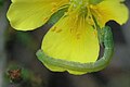 Geometridae.caterpillar.jpg