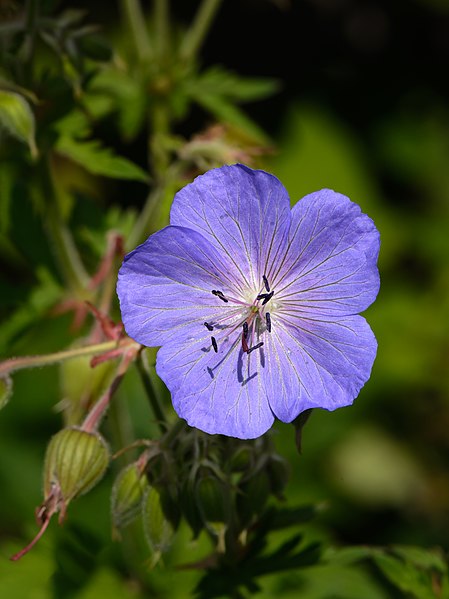 File:Geranium pratense Obervellach 01.jpg