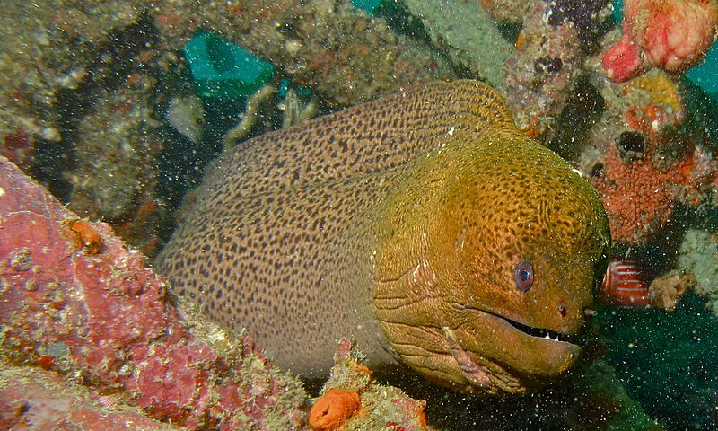 File:Giant Moray (Gymnothorax javanicus) (8503483940).jpg