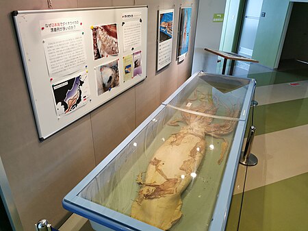 ไฟล์:Giant_squid_display_-_Ishikawa_Prefectural_Natural_History_Museum_(4).jpg