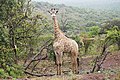 * Nomination South African giraffe (Giraffa camelopardalis giraffa) in Zulu Nyala Game Reserve, South Africa --Bgag 00:13, 8 October 2018 (UTC) * Promotion  Support Good quality. --XRay 04:05, 8 October 2018 (UTC)