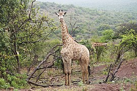 Zuud-Afrikoansche giraffe