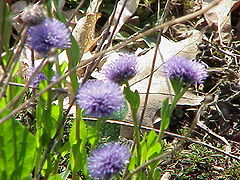 Globularia Trichosantha: Descripción, Propiedades, Taxonomía