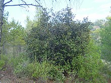 A golden oak shrub in a pine stand near Karvounas, Troodos Mountains Golden oak2.JPG