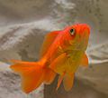 * Nomination Goldfish taken in the museum of fishes in Salambo in Tunisia --IssamBarhoumi 20:26, 9 November 2016 (UTC) * Decline I think the focus is too soft, but I would welcome a second opinion. -- Ikan Kekek 22:57, 9 November 2016 (UTC)