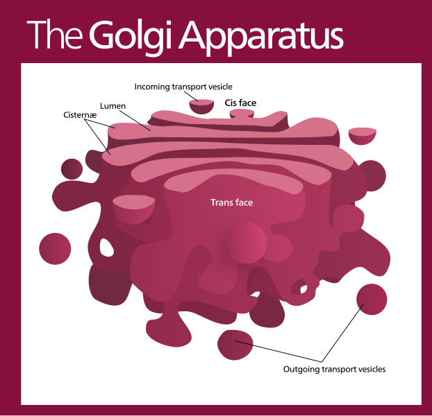 File:Golgi apparatus (standalone version)-en.svg