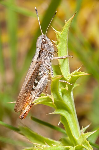 <span class="mw-page-title-main">Rufous grasshopper</span> Species of grasshopper