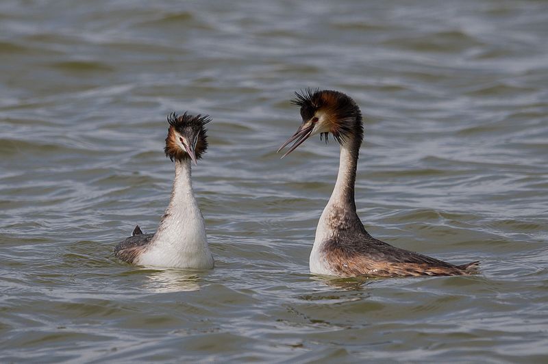 File:Grèbes en parade nuptiale (Grèbe huppé Podiceps cristatus Great Crested Grebe) aux salines de Thyna (site RAMSAR).jpg