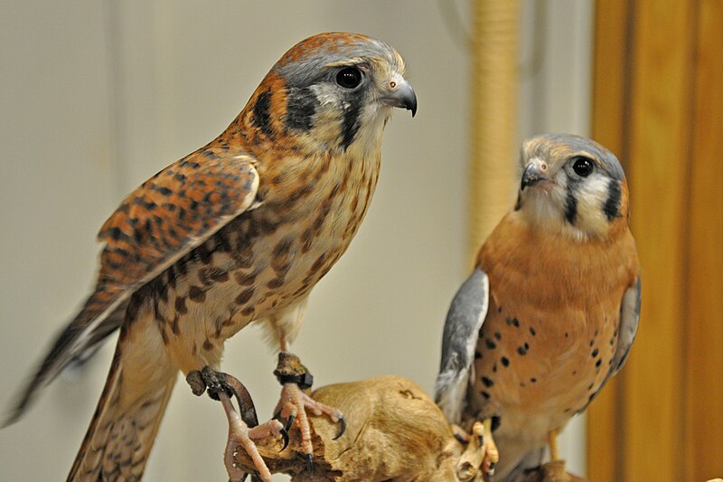 File:Grand Canyon Celebrate Wildlife Day 2011 0572 (5707464682).jpg