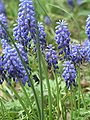 Grape hyacinths. Foreground focus.