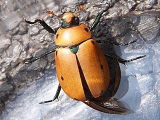 <i>Pelidnota punctata</i> Species of beetle