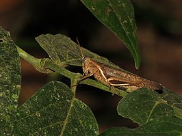 Abracris flavolineata