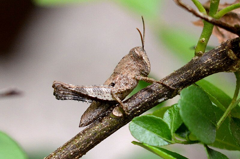 Grasshopper on a twig