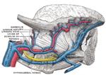 Thumbnail for Deep lingual vein