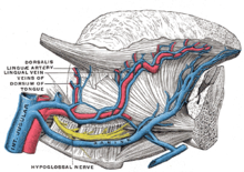 Frenulum of the tongue - Wikipedia