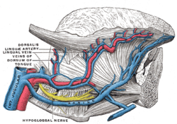 Žíly jazyka. Gray's Anatomy, 1918