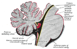 Thumbnail for Choroid plexus