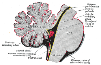 Choroid plexus(bottom left) Gray708.png