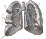 The cartilaginous passageways (the bronchi and bronchioles) of the lungs. Gray962.png