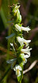 Spiranthes magnicamporum