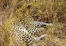 A leopard's disruptively colored coat provides camouflage for this ambush predator. Great male Leopard in South Afrika-JD.JPG