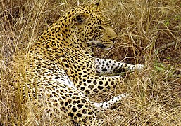 Un grand mâle léopard dans la Sabi Sand Game Reserve (en), en Afrique du Sud.
