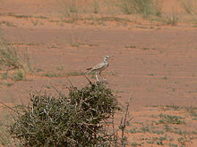 Greater hoopoe lark Mauritania.jpg