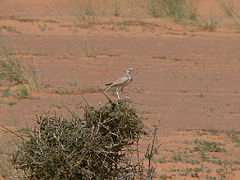 Greater hoopoe lark Mauritania.jpg